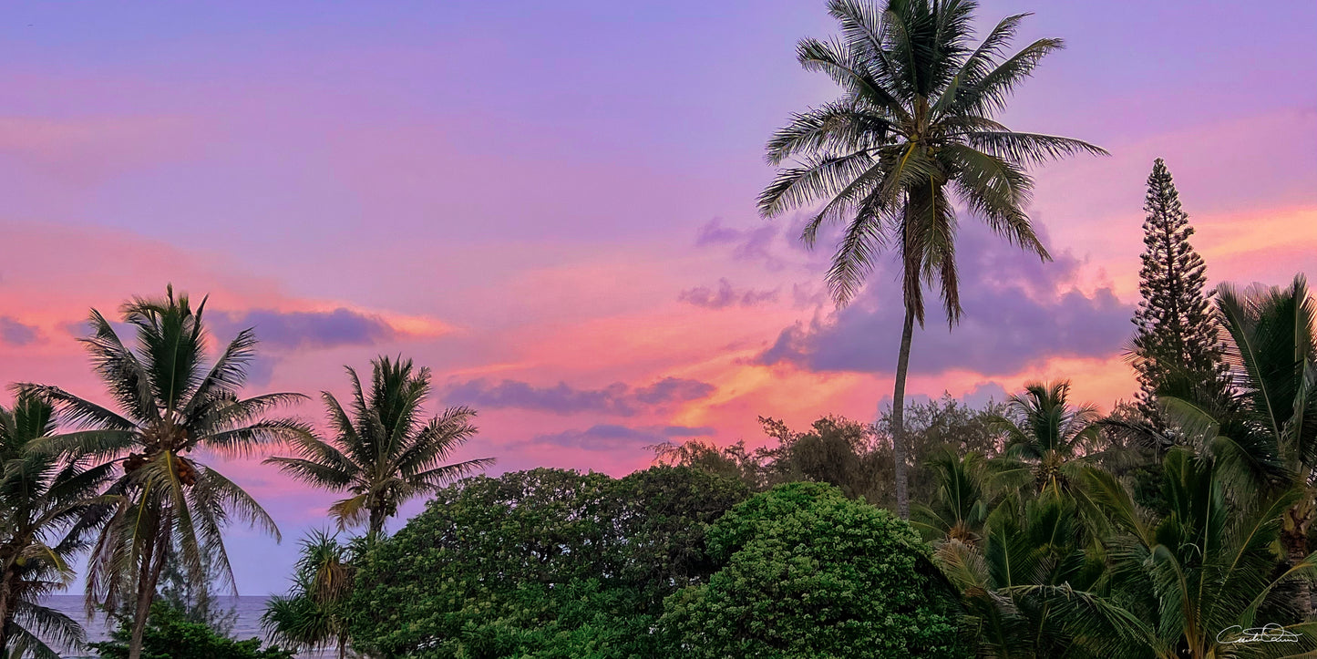 Pastel Palms